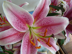 Lys rose(lilium)