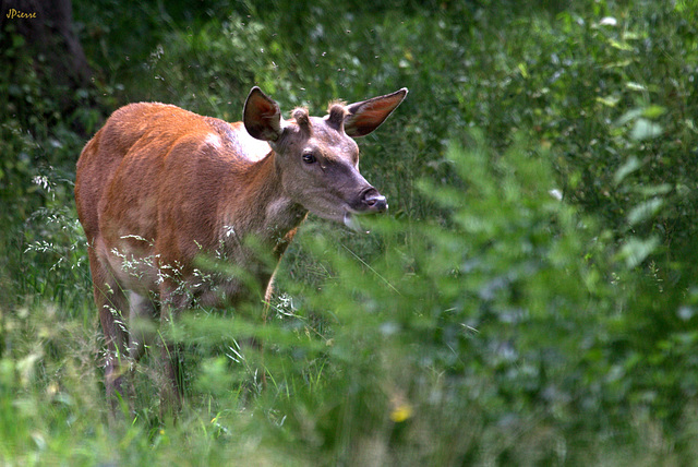 Hère pas encore cerf