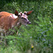 Hère pas encore cerf