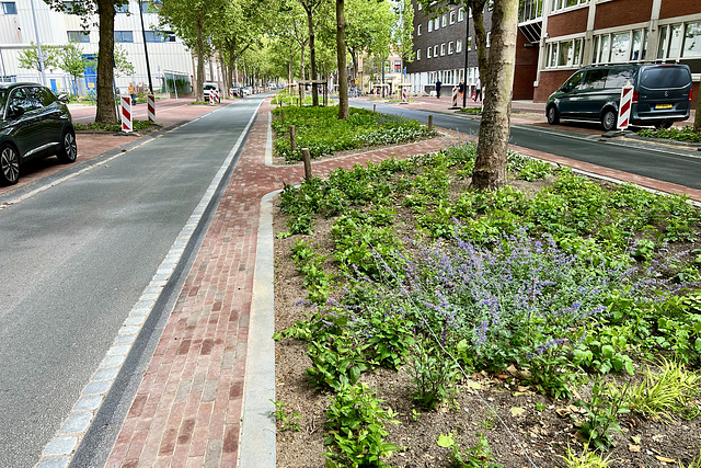 New plants on the Langegracht