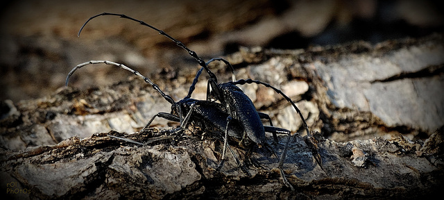 Le Capricorne du chêne (Cerambyx cerdo)