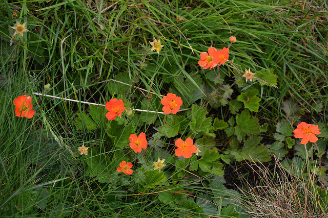 Bulgaria, Orange Wild Flowers in the "Rila Lakes" Circus