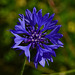 Blaue Kornblume