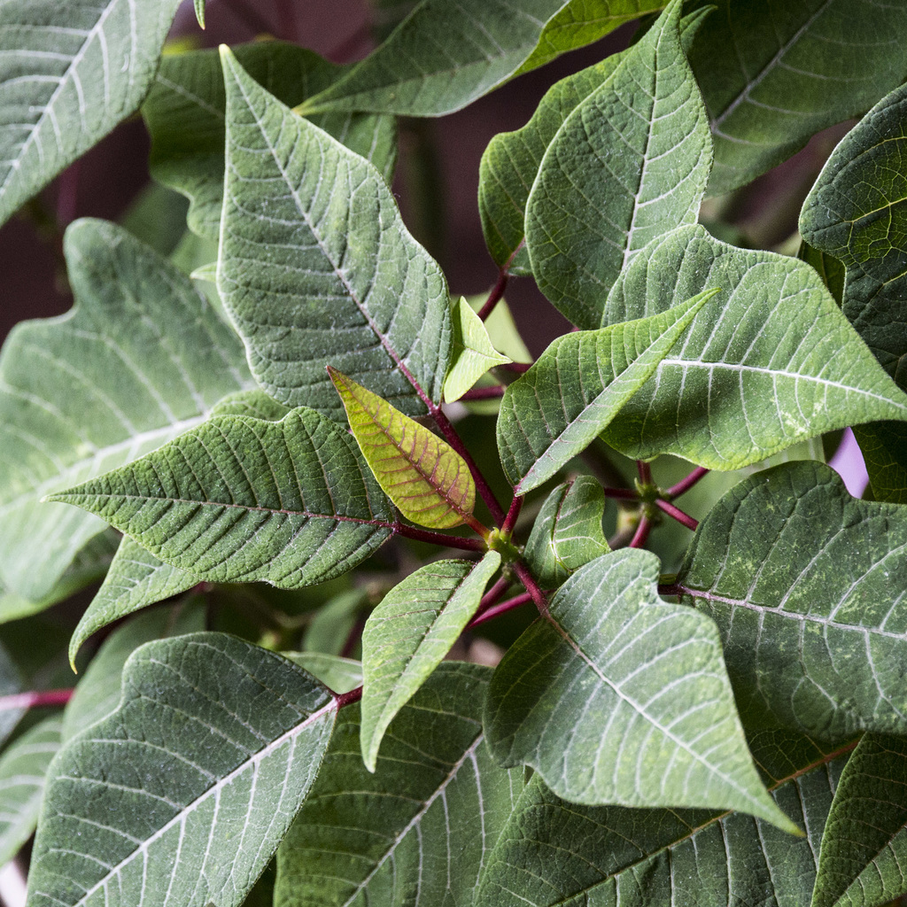 Poinsettia