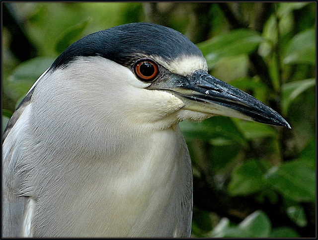 Black-Crowned Night Heron (adult)