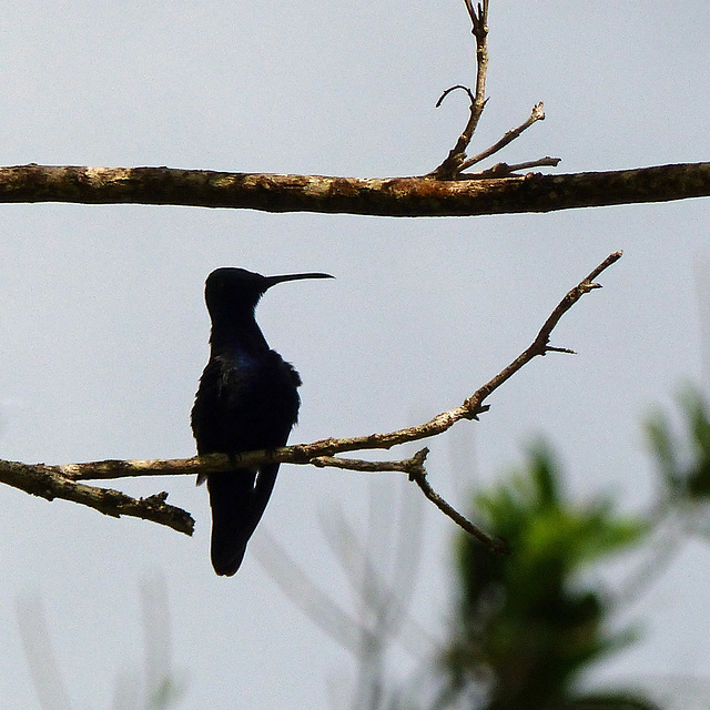 Hummingbird silhouette, Tobago