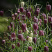 20160421 1163VRTw [D~LIP] Schachbrettblume (Fritillaria meleagris) [Schachblume], Bad Salzuflen