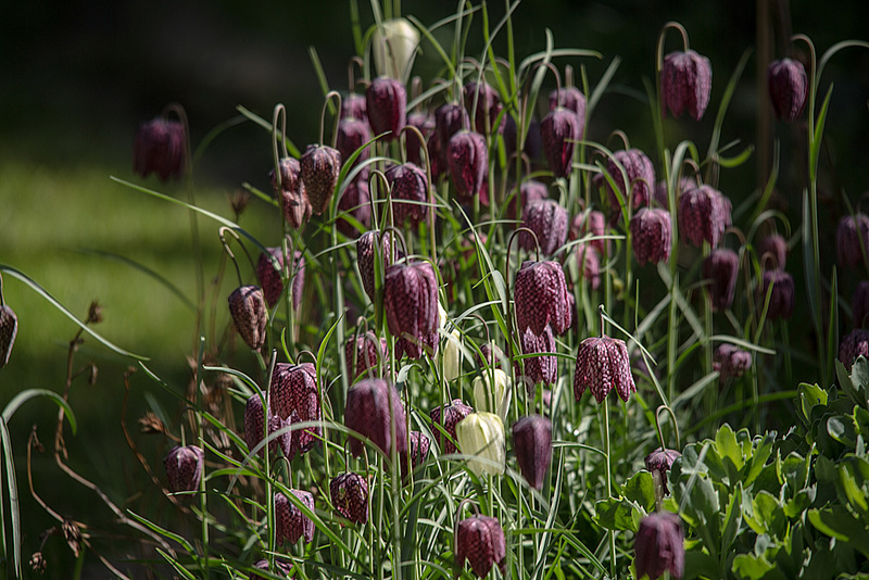 20160421 1163VRTw [D~LIP] Schachbrettblume (Fritillaria meleagris) [Schachblume], Bad Salzuflen