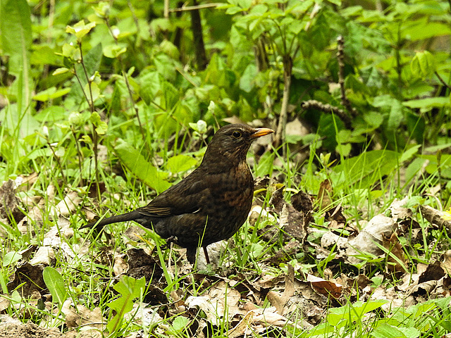 20170501 0803CPw [D~LIP]  Amsel [Schwarzdrossel] [w], Bad Salzuflen