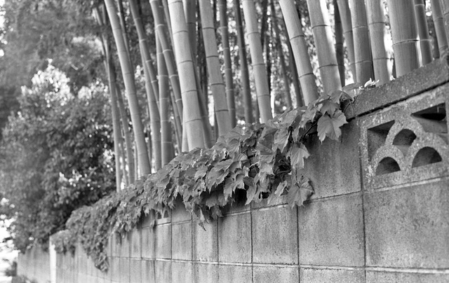 Wall with ivy