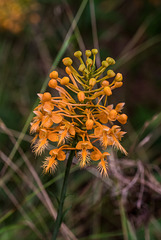 Platanthera ciliaris (Yellow Fringed orchid)