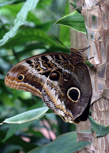 Un Caligo eurilochus