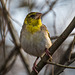 Village weaver bird2