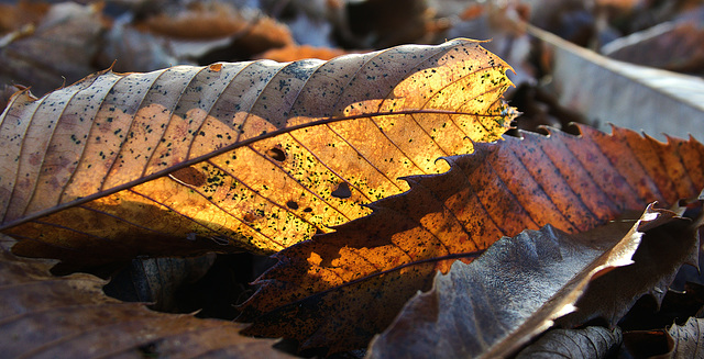 Left And Leaves Left And Leaves