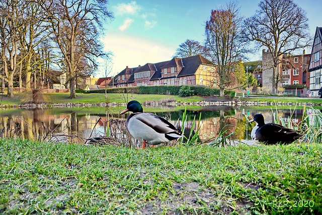 Itzehoe, Enten am Klosterteich