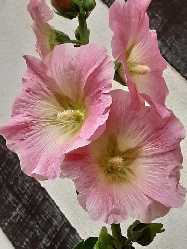 Belle semaine