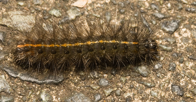 IMG 2564 Caterpillarv2