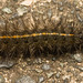 IMG 2564 Caterpillarv2