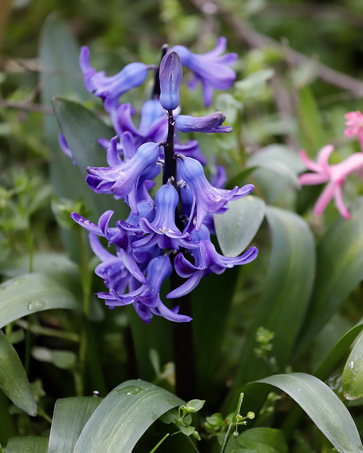 Jacinthe bleue