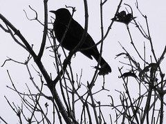 Blackbird In A Tree.
