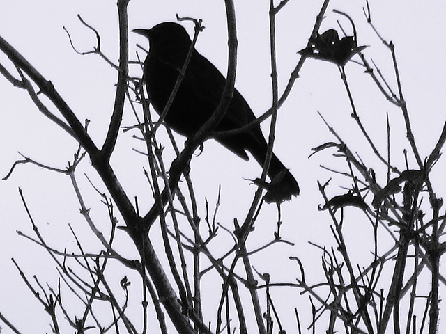 Blackbird In A Tree.