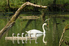 Cygnes et cygnaux