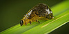 Die Larve des Getreidehähnchen (Oulema melanopus) :)) The larva of the cereal leaf beetle (Oulema melanopus) :))  La larve du chrysomèle des céréales (Oulema melanopus) :))