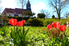 Kirche mit Tulpen - preĝejo kun tulipoj