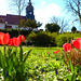 Kirche mit Tulpen - preĝejo kun tulipoj