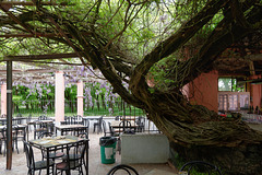 La glycine prend de la place !