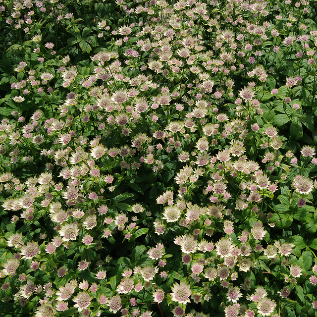 Astrantia