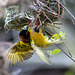 Village weaver bird5