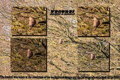 Kestrel collage.