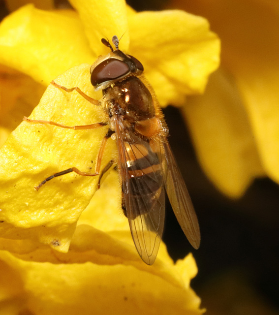 IMG 1487Hoverfly