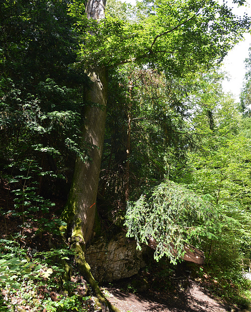 Festumschlungener Fels in der Verena Schlucht