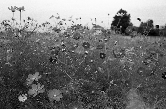 Cosmos