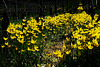 Die Weinbergstulpen blühen - The wild tulips are blooming - mit PiP