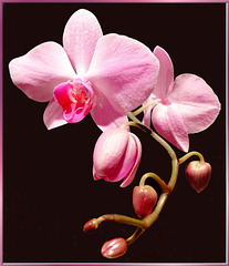 Orchids 1. ©UdoSm