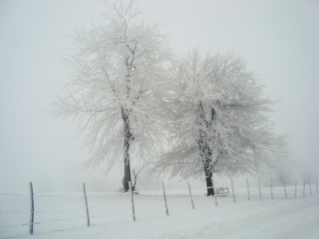 Foggy winter day