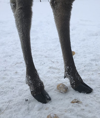 moose feet!