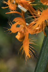 Platanthera ciliaris (Yellow Fringed orchid) with double lip