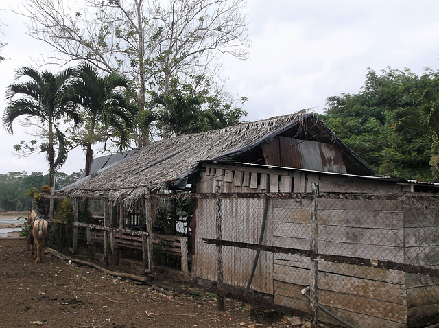 Wooden horse / Cheval de bois