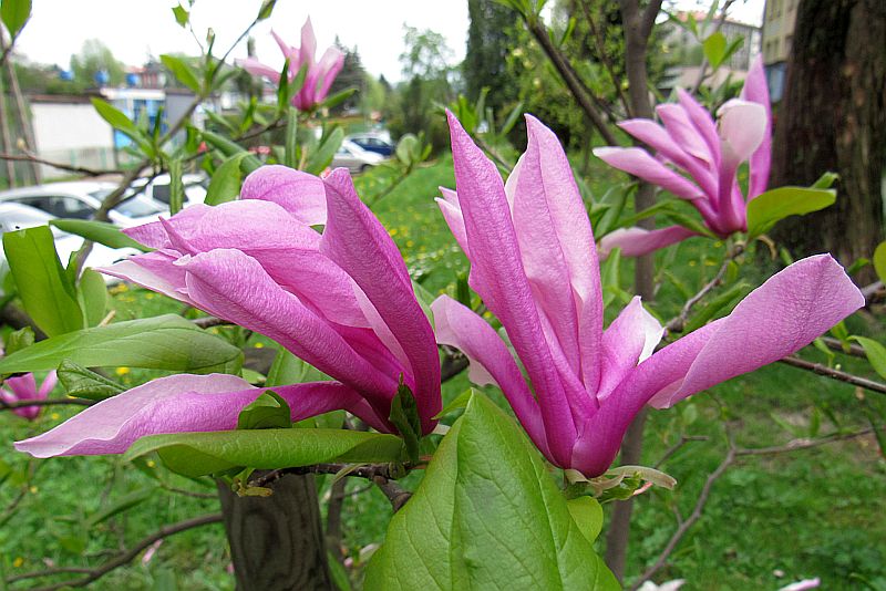 Magnolio