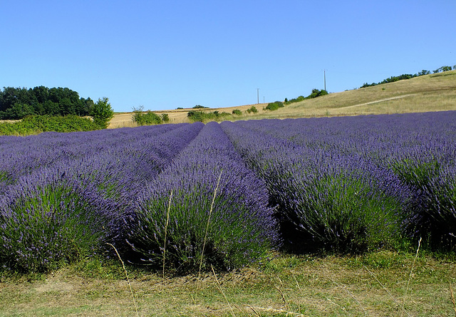 Champ de lavandes aux confins du Périgord