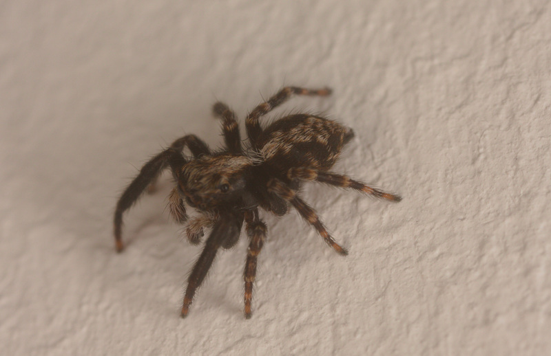 JumpingSpiderIMG 0573