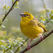 Village weaver bird6
