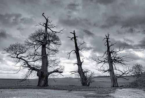 Hougoumont Chessnut trees