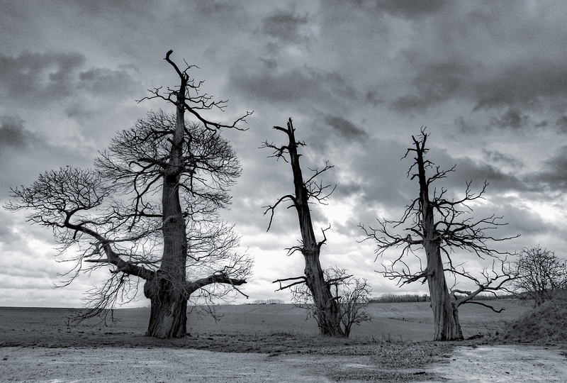 Hougoumont Chessnut trees
