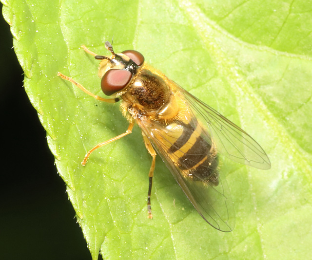 IMG 1494Hoverfly