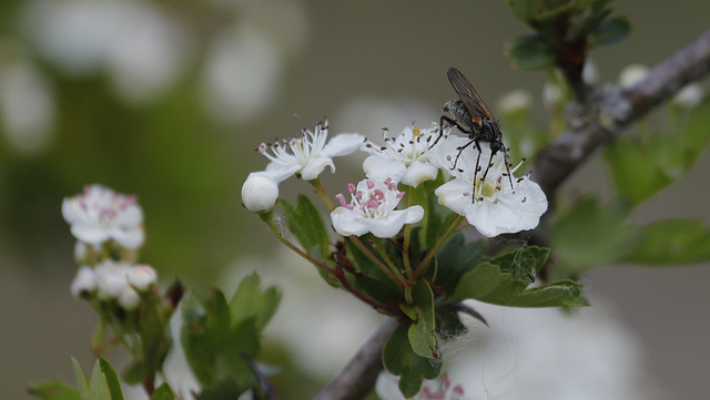 Mouche de mai, le retour....